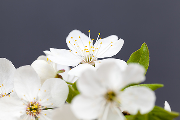 Image showing white cherry flowers