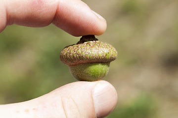 Image showing oak acorn