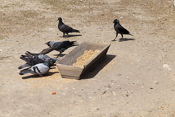 Image showing old wooden trough