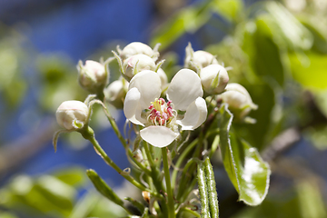 Image showing flowers of apple trees