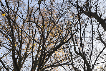 Image showing deciduous trees without foliage