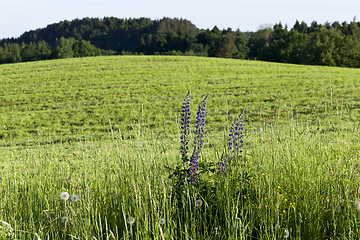 Image showing agricultural field