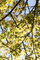 Image showing bright yellow maple foliage