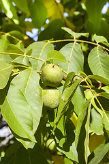 Image showing green walnut