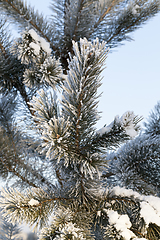 Image showing Pines in the rime