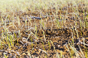 Image showing green wheat in frost, close-up