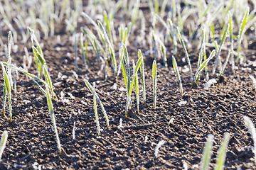 Image showing Green grass, close-up