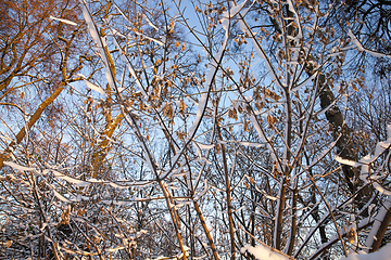 Image showing Snow in winter