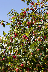 Image showing small red wild not tasty apples