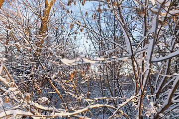 Image showing branches of trees in the snow closeup