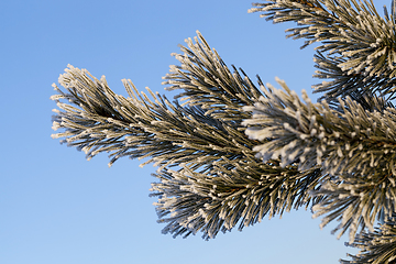 Image showing Pines in frost