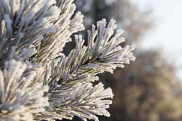 Image showing Pines in the frost