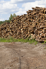 Image showing pile of pine trunks