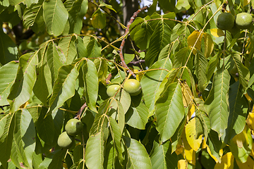 Image showing green walnut