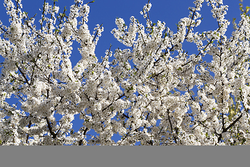 Image showing blooming cherry