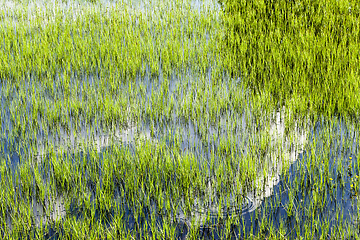 Image showing water in a swamp