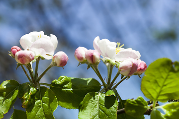 Image showing blooming flowers