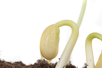 Image showing bean sprout