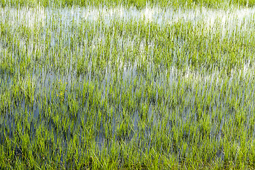 Image showing water in a swamp