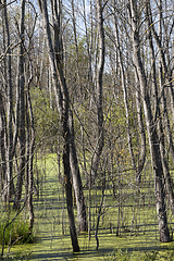 Image showing swamp, bare trees