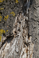 Image showing bark old tree