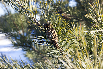 Image showing small pine cones