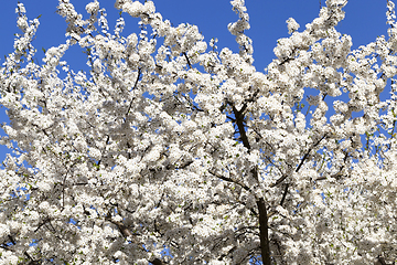 Image showing blooming cherry