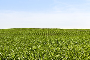 Image showing long rows of green corn