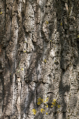 Image showing bark old tree