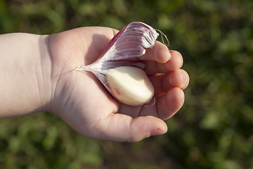 Image showing peeled garlic