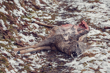 Image showing Doe killed in the forest