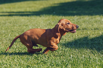 Image showing cute female of brown dachshund