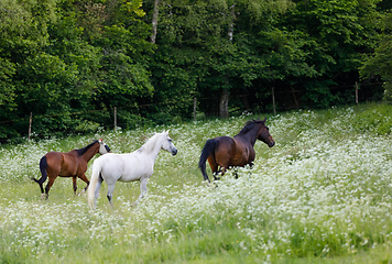 Image showing horses running in spring pasture meadow