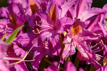 Image showing Pink rhododendron azalea in spring garden