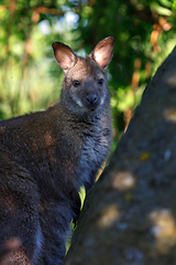 Image showing Red-necked Wallaby (Macropus rufogriseus)