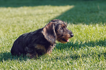 Image showing cute female of brown dachshund