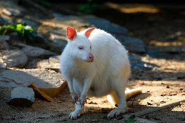 Image showing Red-necked Wallaby albino