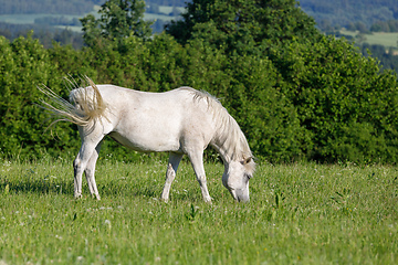 Image showing white horse is grazing in spring meadow