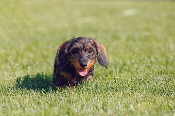 Image showing cute female of brown dachshund