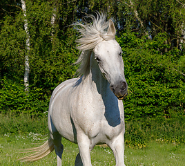 Image showing white horse running in spring pasture