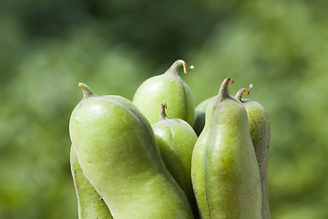 Image showing large bean pod