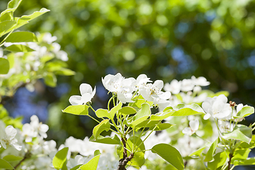 Image showing flower tree