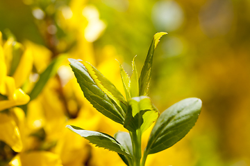 Image showing shrub flowers