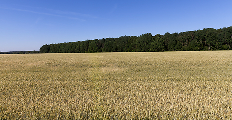 Image showing field and sky