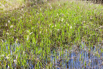 Image showing grass on the lake