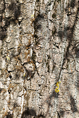 Image showing spring trunk tree