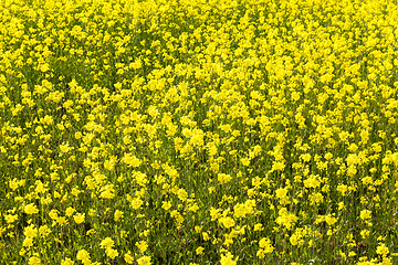 Image showing spring canola flower