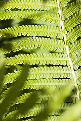 Image showing green fern
