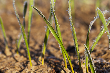 Image showing new crop of wheat