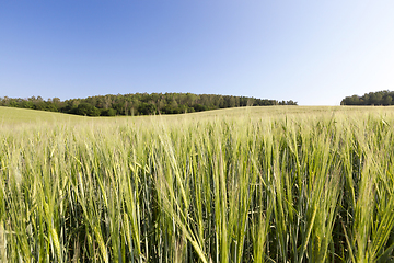 Image showing green unripe cereal